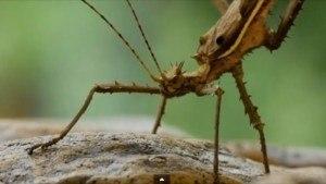 Chester Zoo animals counted+ insects