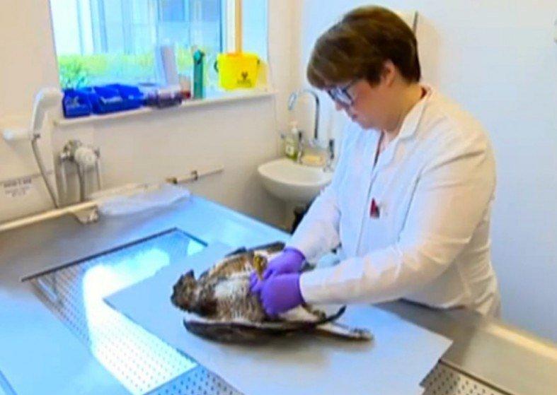 Birds of Prey Scotland – safer birds of prey found dead