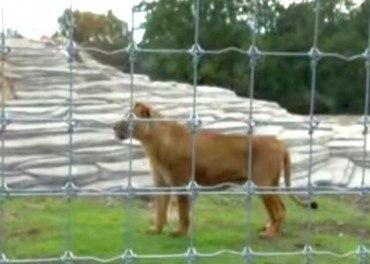 Rescued Circus Lions at Five Sisters Zoo Scotland👌 Circus Lions rescued