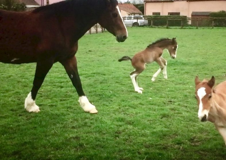Rare Twin Foals Born – catch them having fun on the farm Rare twin foals born