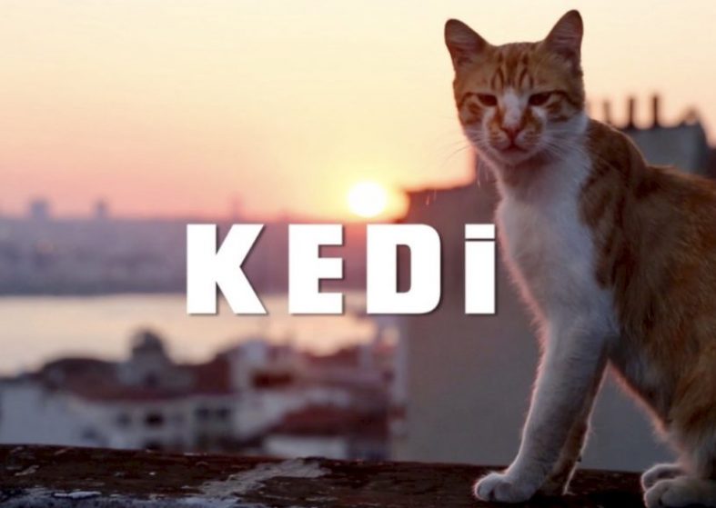 KEDi trailer – June 30 – tells lives of street cats in Istanbul KEDi trailer