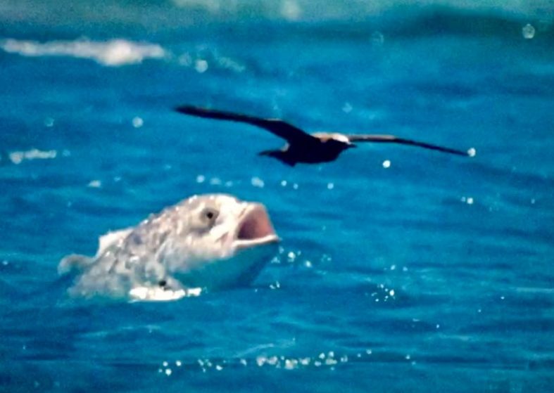 Blue Planet II: Bird Eating Fish – trailer – incredible scenes – visually stunning Blue Planet II: Bird Eating Fish