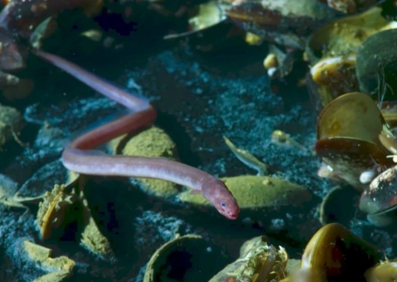Brine Pool of Death – Blue Planet II – episode 2 – an eel fights fights to survive Brine Pool of Death - Blue Planet II