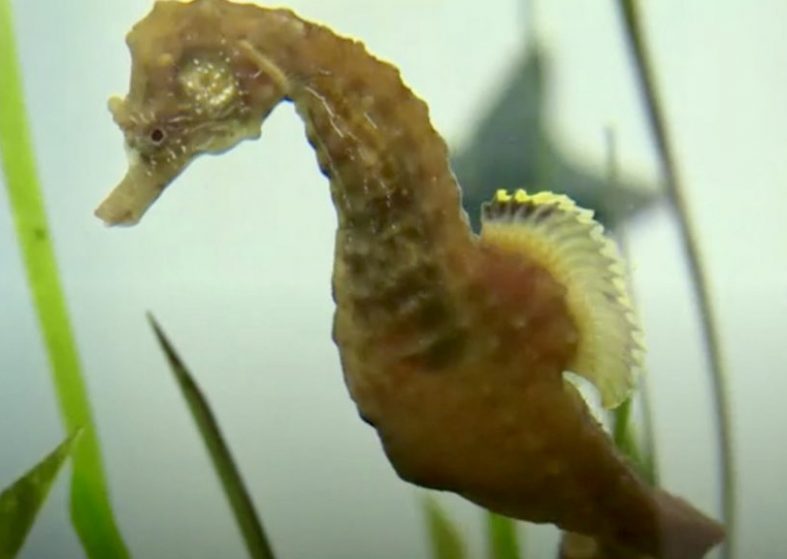 Unexpected Residents in River Thames – seahorse magic Unexpected Residents in River Thames