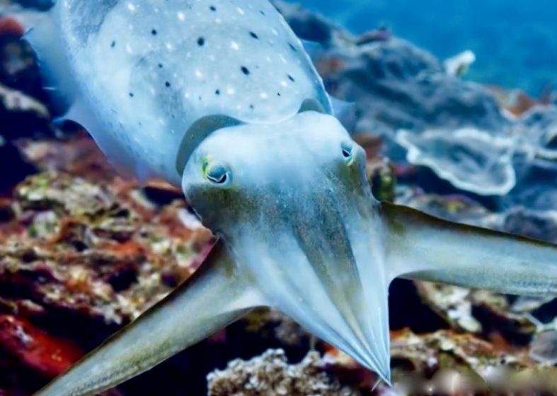 The Hypnotising Cuttlefish – Blue Planet II – a devious creature The Hypnotising Cuttlefish