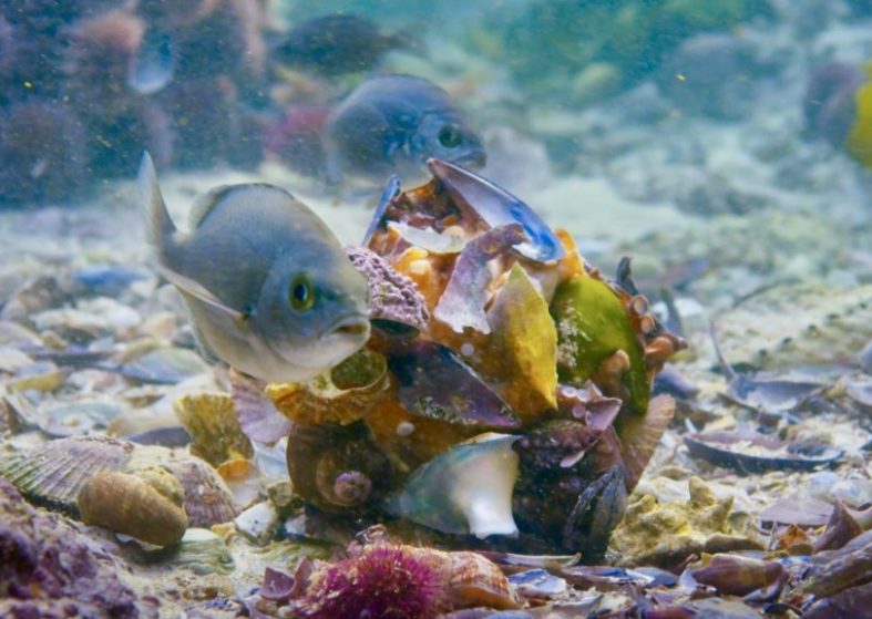 Blue Planet II Octopus Adopts Clever Disguise – wraps itself in shells Blue Planet II Octopus Adopts Clever Disguise