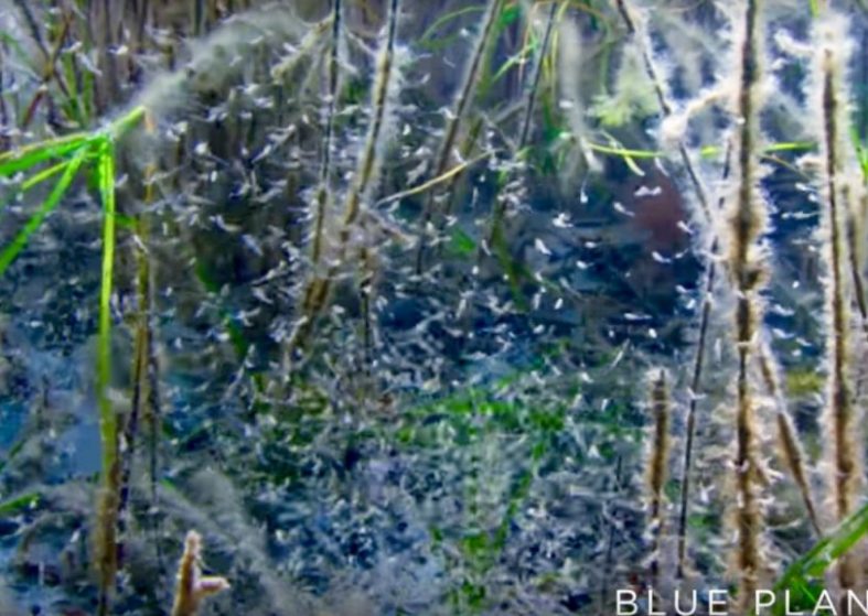 Baby Sea Dragons Hatch – Blue Planet II from Green Seas show Baby Sea Dragons Hatch - Blue Planet II
