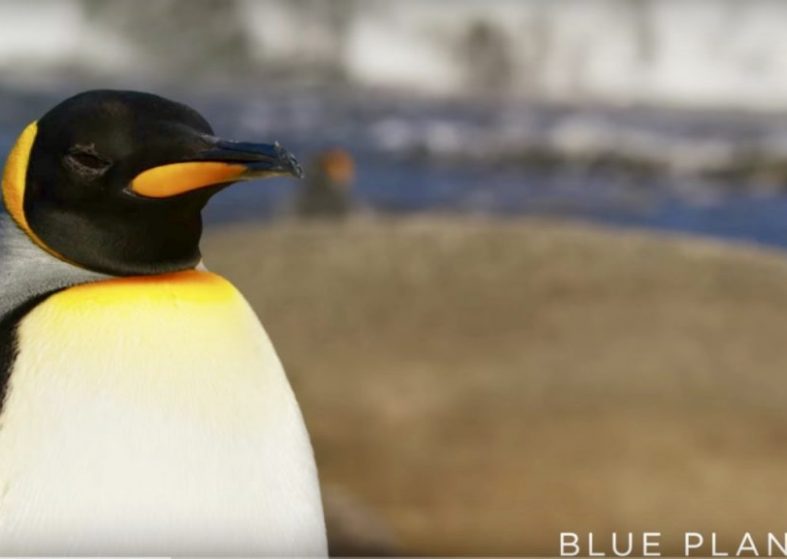 Penguins Try Not to Wake the Sleeping Giants – Blue Planet series 6 Penguins Try Not to Wake the Sleeping Giants
