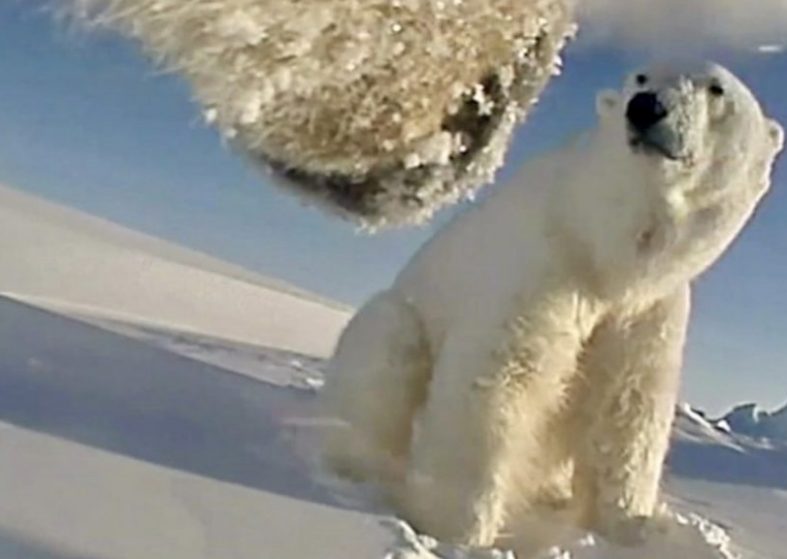 Polar Bears Running Out Of Food – special cameras capture amazing footage Polar Bears Running Out Of Food