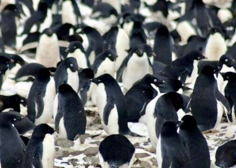 Penguin Super Colony Spotted From Space – their poo gave them away Penguin Super Colony Spotted From Space