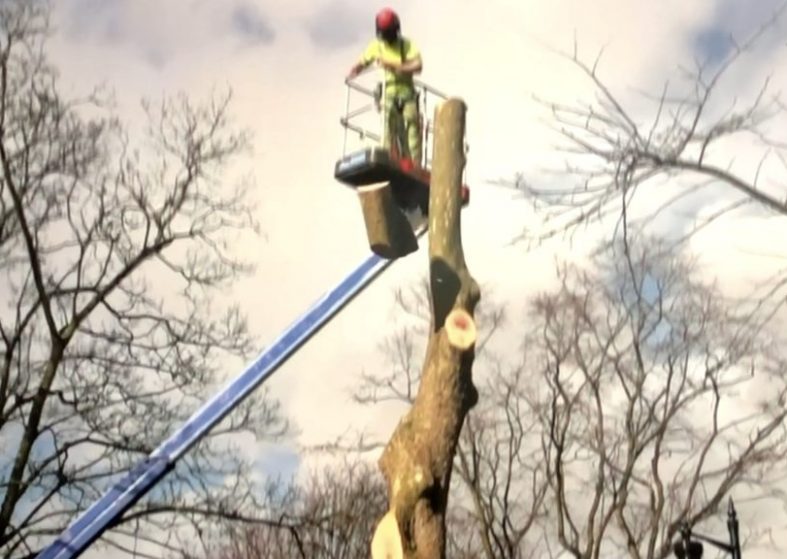 Sheffield Tree Felling – Latest News – felling of trees suspended Sheffield Tree Felling
