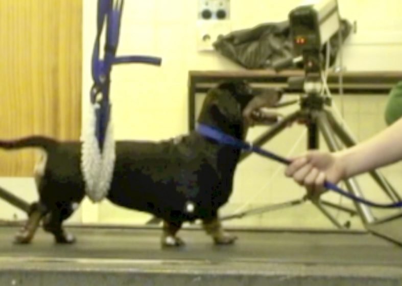 Paralysed Dog Walks Again – video – watch him in action! Paralysed dog walks