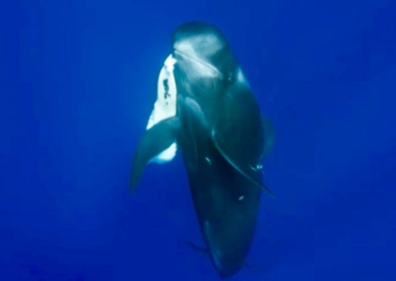 Death of a Pilot Whale Calf – mother won’t let it go – Planet Blue II – wins BAFTA Death of a Pilot Whale Calf