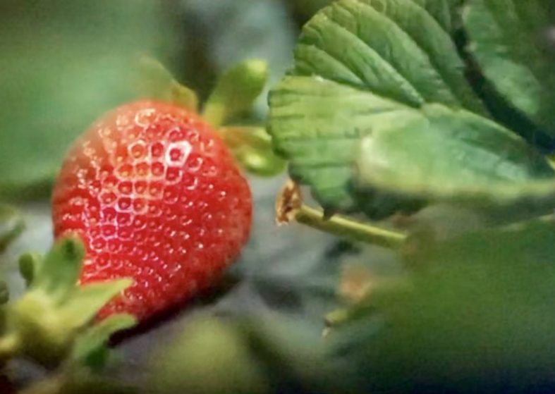 Strawberry-picking Robots – doing a job humans won’t Strawberry-picking Robots