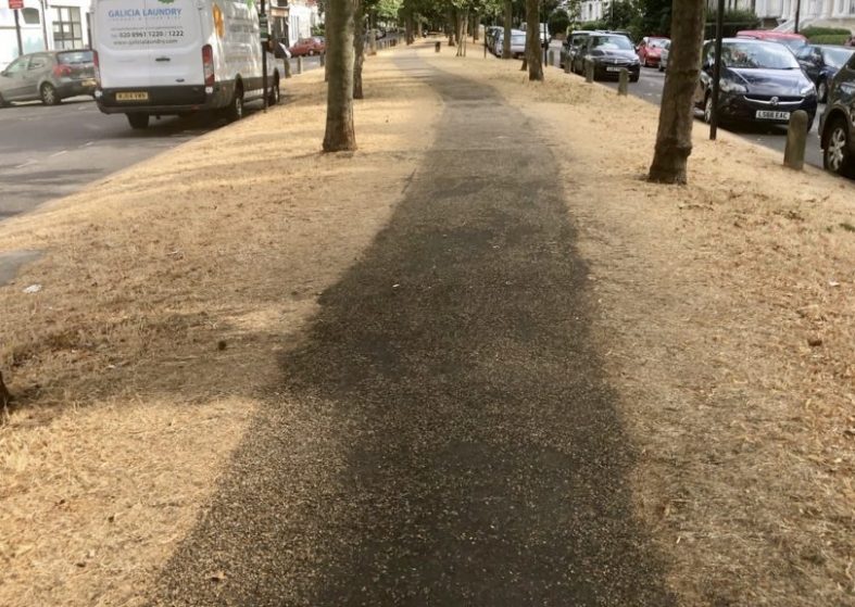Brown Grass of London – grass looking like straw Brown Grass of London