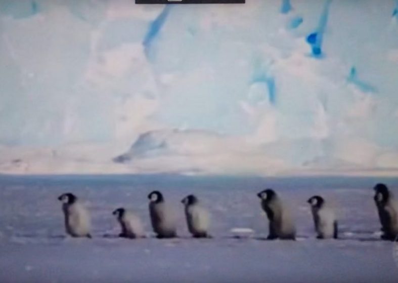 Adorable Antarctica Baby Penguins – ‘icy school excursion’ Adorable Antarctica Baby Penguins
