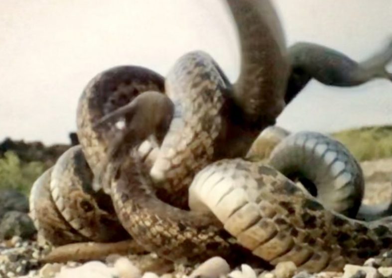 Planet Earth II Snakes and Iguanas – vicious killing Planet Earth II Snakes and Iguanas