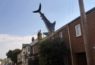 Shark Stays Hooked On Roof