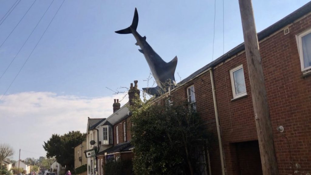 Shark Hooked On Roof Council efforts to have it removed failed YNUKtv