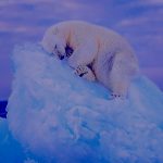 Polar Bear sleeping on an iceberg wins photo award