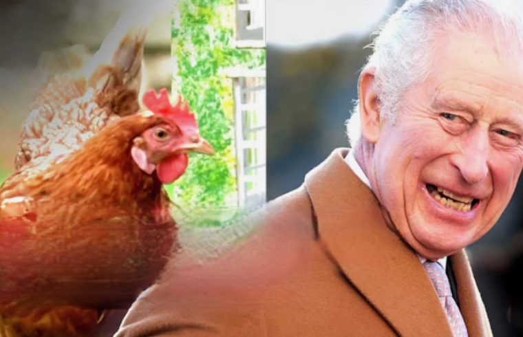 King Adopts One Millionth Hen