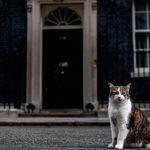 Larry the cat at Downing Street