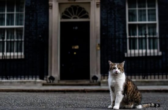 New cat enters 10 Downing Street