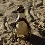 penguin on the beach