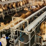 cows line up for electrical milking