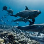dolphins swimming over a coral reef