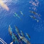 fish follow