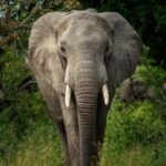 Live: Watch elephants on World Elephant Day