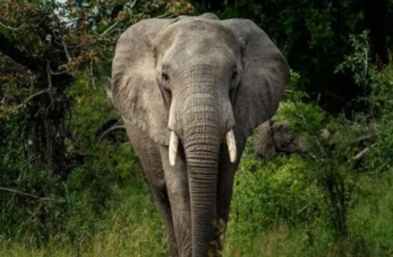 Live: Watch elephants on World Elephant Day