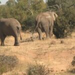 special reserve for elephants
