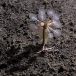 Carnivorous "Death-Ball" Sponge among new deep-sea species