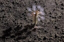 Carnivorous "Death-Ball" Sponge among new deep-sea species