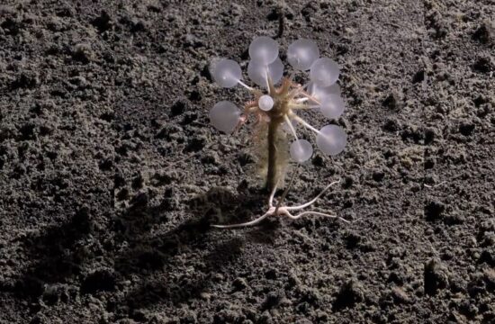 Carnivorous "Death-Ball" Sponge among new deep-sea species