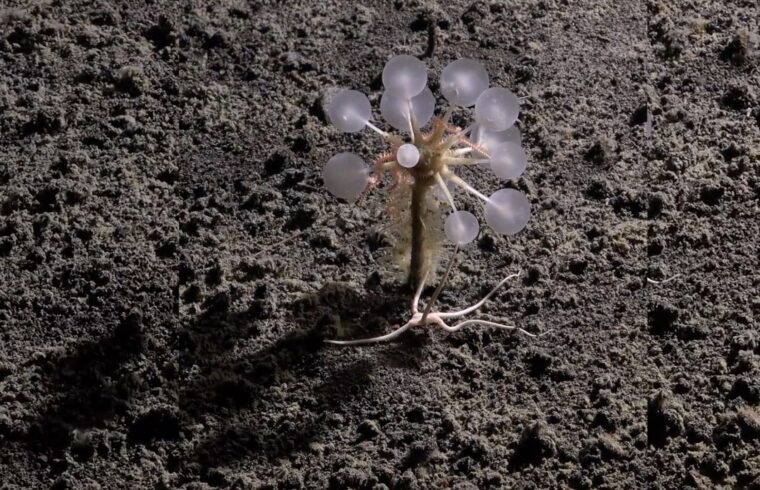 Carnivorous "Death-Ball" Sponge among new deep-sea species