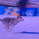 Dog goes for gold at Winter Olympics