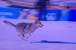 Dog goes for gold at Winter Olympics