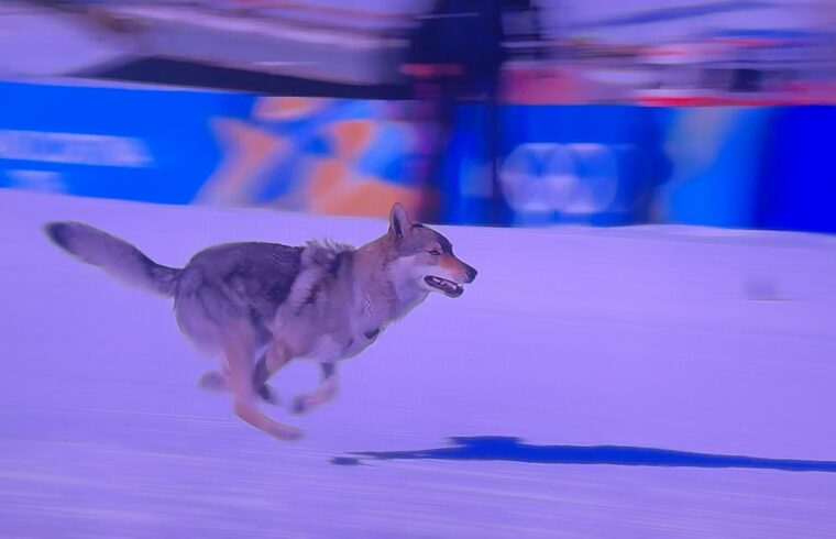 Dog goes for gold at Winter Olympics