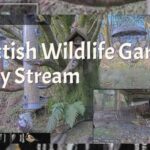 LIVE - Bird Feeder and Wildlife Camera Scotland UK