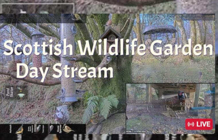 LIVE - Bird Feeder and Wildlife Camera Scotland UK