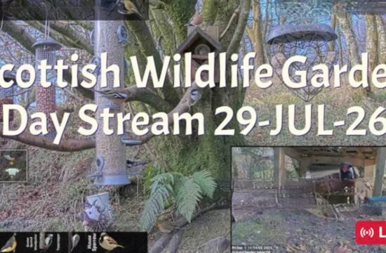 LIVE - Bird Feeder and Wildlife Camera Scotland UK
