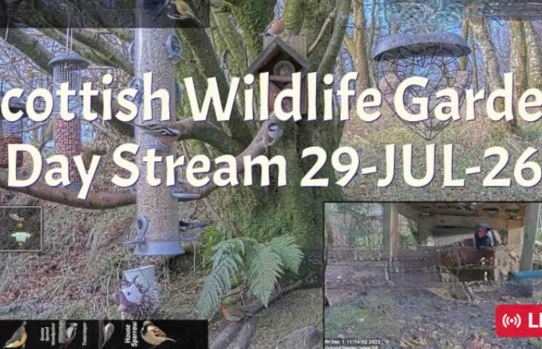 LIVE - Bird Feeder and Wildlife Camera Scotland UK