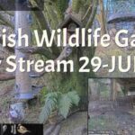 LIVE - Bird Feeder and Wildlife Camera Scotland UK