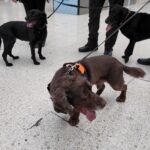 L-R Riley, Buster and Flo 2